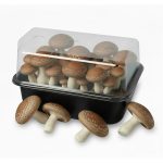Shiitake