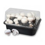 Champignons blancs